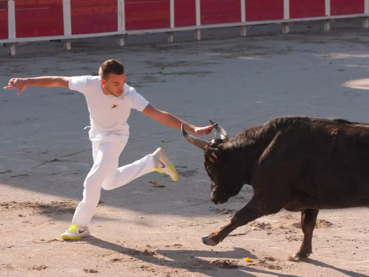 Courses Camarguaises - Trophée Niveau Avenir à Beaucaire