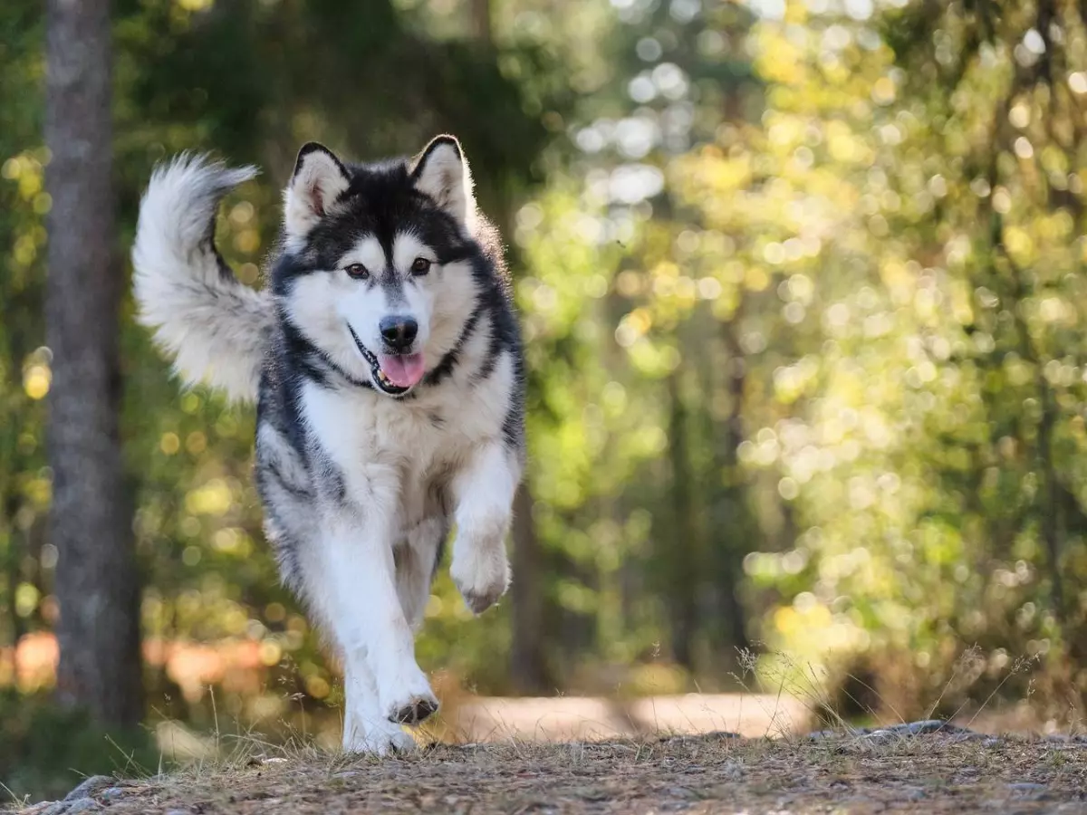 Cours Collectif d'Éducation Canin