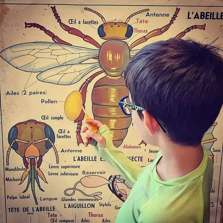 Ateliers Creatifs et Visite a la Miellerie